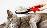 Cat van care